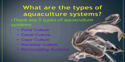 Common Aquaculture Systems In Nigeria