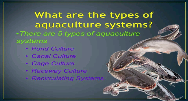 Common Aquaculture Systems In Nigeria